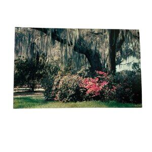 Vintage Post Card Tree With Spanish Moss Azalea Bushes Standard u